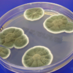 Penicillium colonies